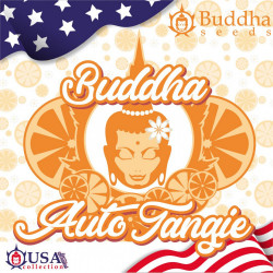 Buddha Tangie Auto