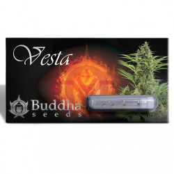 Buddha Vesta Auto
