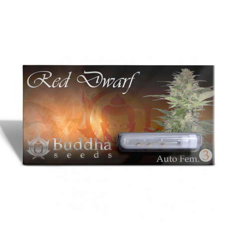 Buddha Red Dwarf Auto