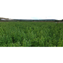 Seminte Canepa - Panakeia CBG - Sativa L Industrial