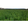 Seminte Canepa - Panakeia CBG - Sativa L Industrial