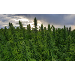 Seminte Canepa - Panakeia CBG - Sativa L Industrial