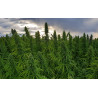 Seminte Canepa - Panakeia CBG - Sativa L Industrial