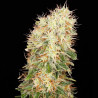 Seminte Canepa - Panakeia CBG - Sativa L Industrial