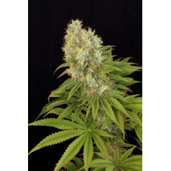 Seminte Canepa - Panakeia CBG - Sativa L Industrial