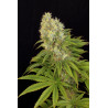 Seminte Canepa - Panakeia CBG - Sativa L Industrial