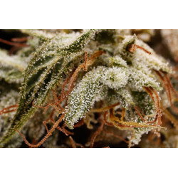 Seminte Canepa - Panakeia CBG - Sativa L Industrial