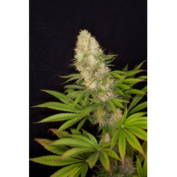 Seminte Canepa - Panakeia CBG - Sativa L Industrial
