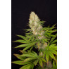 Seminte Canepa - Panakeia CBG - Sativa L Industrial
