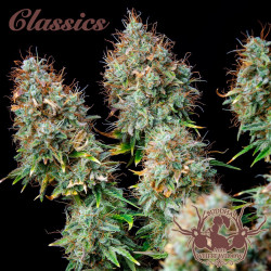 Buddha White Widow Auto