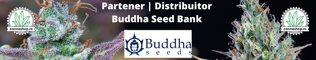 Partener | Distribuitor Oficial  Buddha Seed Bank